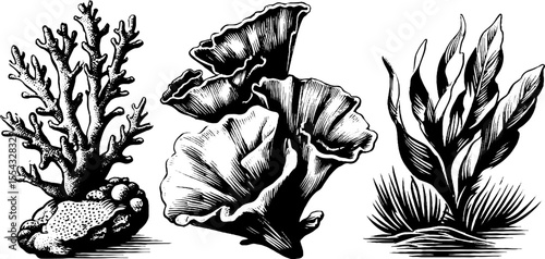 Vintage coral branch and brain coral sketch for natural design