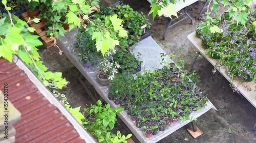 seedlings in pots on a table outside. Top view of a table with seedlings in pots. Plants in pots for planting in the ground are standing outside in the rain