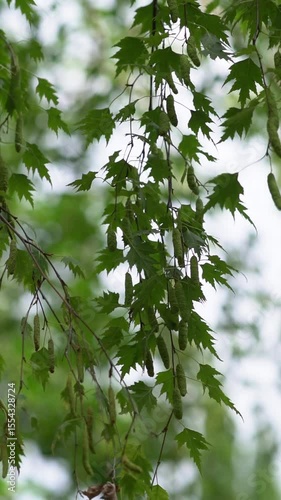 drooping birch Dalecarlica. Branches with young foliage of the silver birch Dalecarlica sway in the light breeze on a sunny day