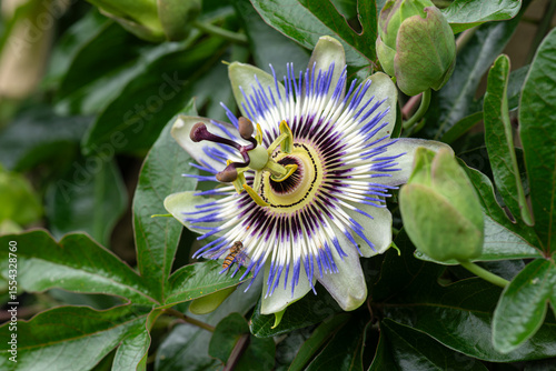 Vászonkép Close up view of Passiflora caerulea foraging by bee