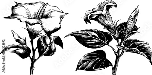 Elegant botanical art of datura flowers with curled edges and spiky stems for floral design