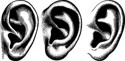 Detailed vintage sketch of ear lobe, helix curve, and ear canal for design