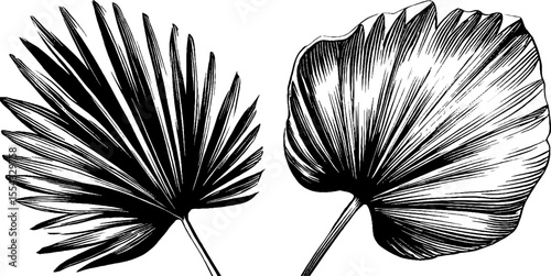 Vintage palm leaf sketch set for tropical design and decor