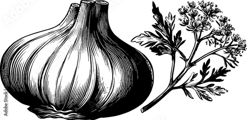 Vintage fennel bulb and anise sprig hand drawn botanical design for retro label