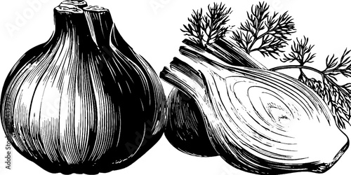 Vintage fennel and anise illustration for kitchen decor and culinary design