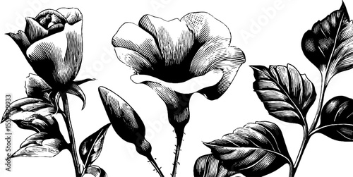Elegant floral arabesque with swirl and vine tendrils for decorative design
