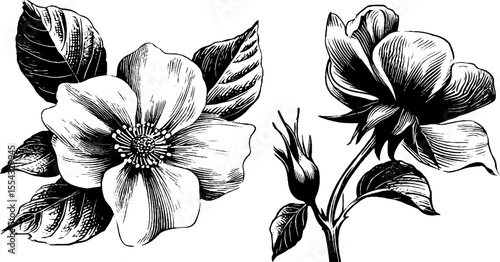 Elegant floral arabesque with swirl and vine tendrils - perfect for decorative art design