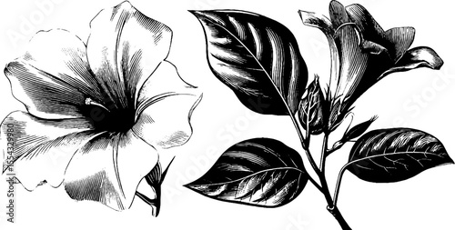 Vintage floral patterns and petal loop vines for decorative designs