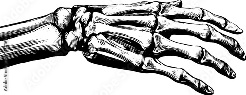 Anatomical study of forearm muscles and wrist bones - hand drawn sketch for educational design
