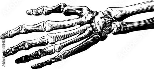 Anatomy of forearm muscles and wrist bones silhouette for medical education
