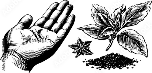 Hand with garam masala mix, star anise, basil leaves, and spice cone for culinary design