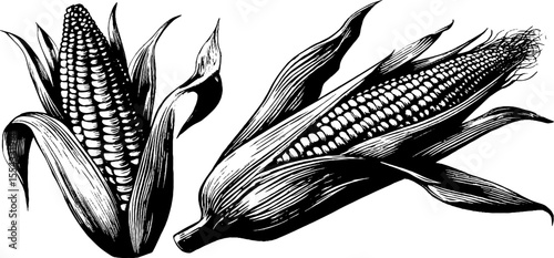 Vintage grilled corn with char marks and husk thread for retro culinary design and print