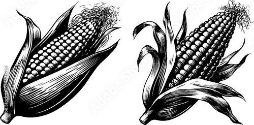 Vintage grilled corn sketch with char marks and husk design for culinary art