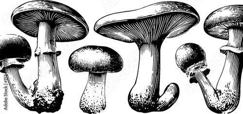 Vintage mushroom silhouette sketch featuring diverse fungi with engraved detailing
