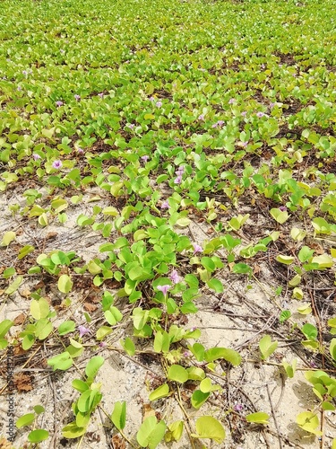 Sea, sandy beach, nature