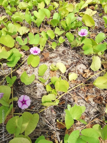 Sea, sandy beach, nature