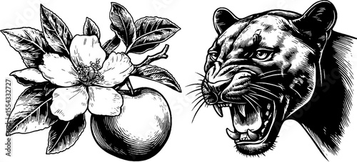 Vintage botanical and animal sketch featuring apple blossom and roaring panther