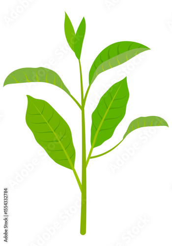 Vector illustration of fresh green tea leaves sprouting with a natural and healthy look
