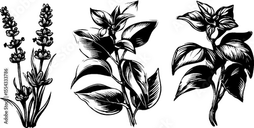 Aromatic lavender stalks and dried herb bundles for botanical design
