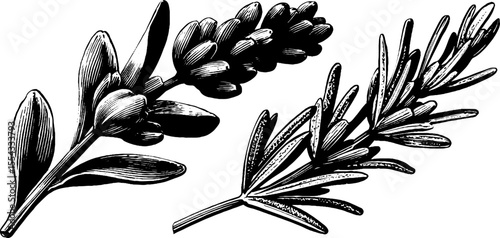 Vintage lavender sprig and bud illustration for botanical design