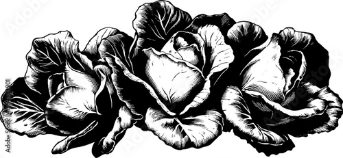 Hand drawn vintage lettuce heads and leaf illustration for retro design