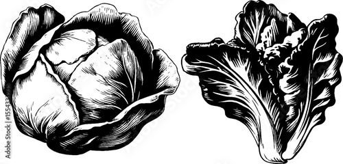Vintage lettuce head and leaf design for culinary art and decoration