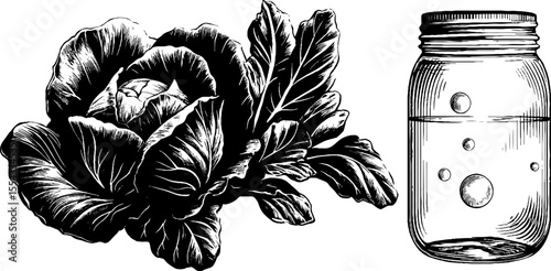 Vintage mason jar with fermentation bubbles and cabbage illustration for kitchen decor