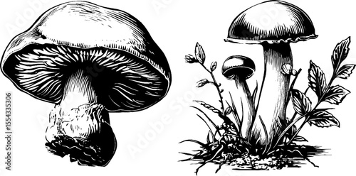 Artistic mushroom designs showcasing unique underside views and stylized appearances for creative inspiration