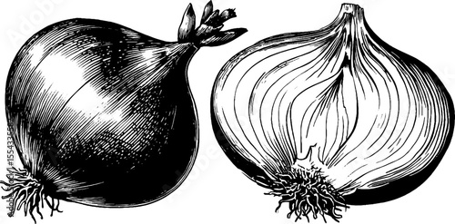 Vintage hand-drawn onion set featuring layers and root base for culinary design
