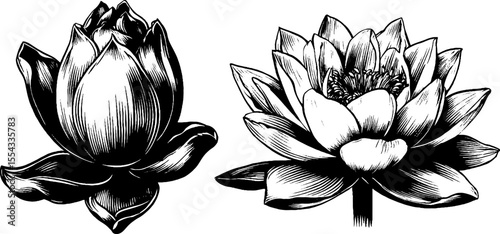 Vintage lotus flower emblem design for botanical themes and decorative use