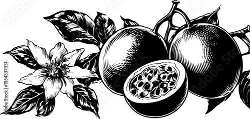Vintage passion fruit sketch with whole and cut fruit for retro design