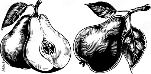 Vintage pear illustrations: whole and halved with seeds for retro design