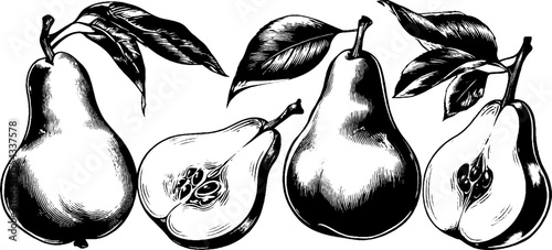 Vintage pear illustrations: whole and halved with seeds, detailed sketch for design