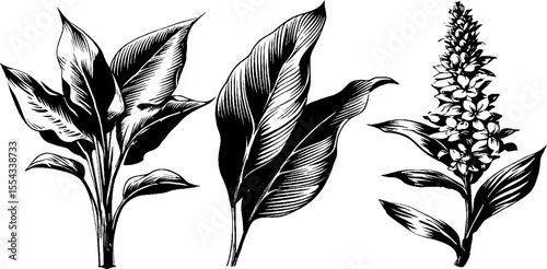 Botanical collection of plantain leaf and flower spike for retro design