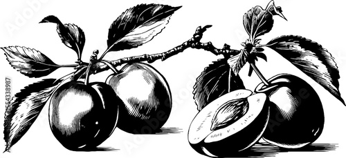 Vintage hand drawn illustration of whole and halved plums with leaves