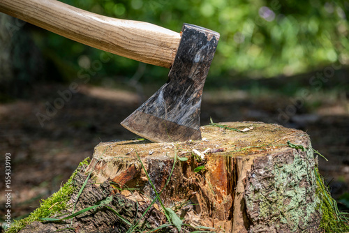 An axe is stuck in a tree stump in a natural forest setting.