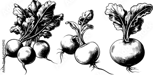 Vintage radish bunch and sliced radish illustration for design and craft projects