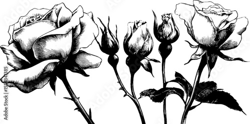 Vintage rose set in full bloom with thorny stems for floral design