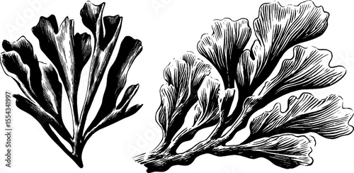 Detailed sea fan branch and crab with coral sand for nature design