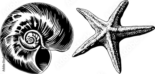 Vintage nautilus shell and starfish illustration for retro design