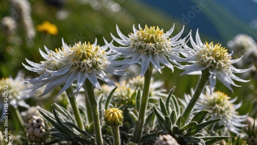 Close-up of blooming Edelweiss flowers in a high-altitude alpine meadow with rocky terrain and snow-capped peaks in the background, Stelvio National Park, Italian Alps