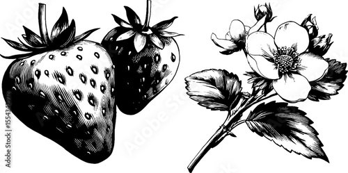 Vintage sketch of whole and sliced strawberries with floral details for retro design