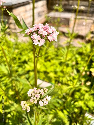 white Blooming Valeriana officinalis on tall stems in a summer garden.Flower background
