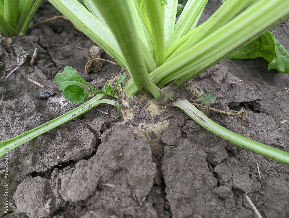 Fototapeta premium A sugar beet that grows directly out of dark, loose soil. The upper part of the root crop, protruding above the ground, from which numerous strong, green stems and leaves extend