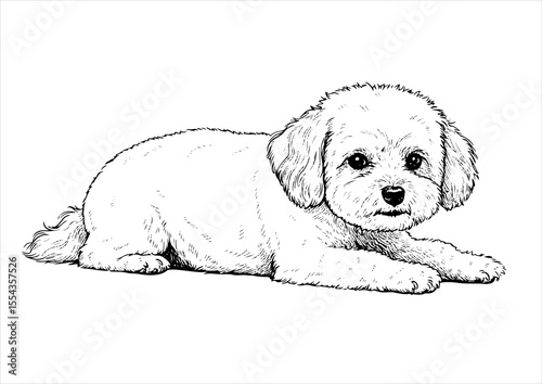 Bichon Frise pet portrait engraving intricate retro hand drawn style line art black and white vector illustration, isolated on white background
