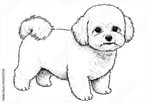 Bichon Frise pet portrait engraving intricate retro hand drawn style line art black and white vector illustration, isolated on white background