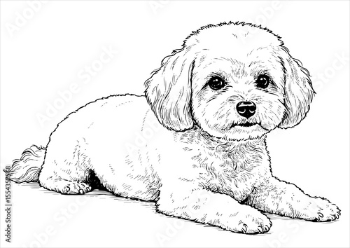 Bichon Frise pet portrait engraving intricate retro hand drawn style line art black and white vector illustration, isolated on white background