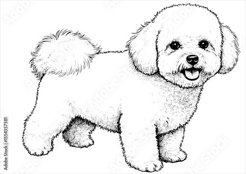 Bichon Frise pet portrait engraving intricate retro hand drawn style line art black and white vector illustration, isolated on white background
