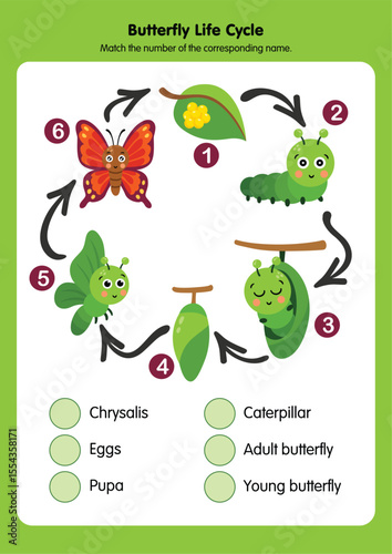 Understanding the Amazing Butterfly Life Cycle Journey