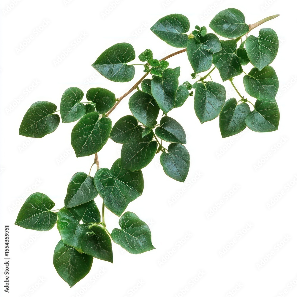 Fototapeta premium Bush grape or three-leaved wild vine leaves plant leaf.